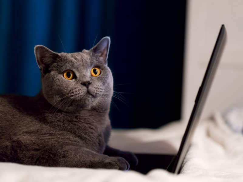 british shorthair cat working on laptop P8WLLHW